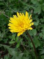 Image of Taraxacum longicorne Dahlst.