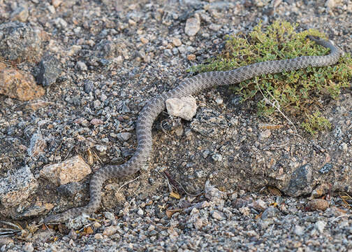 Image of Desert Night Snake