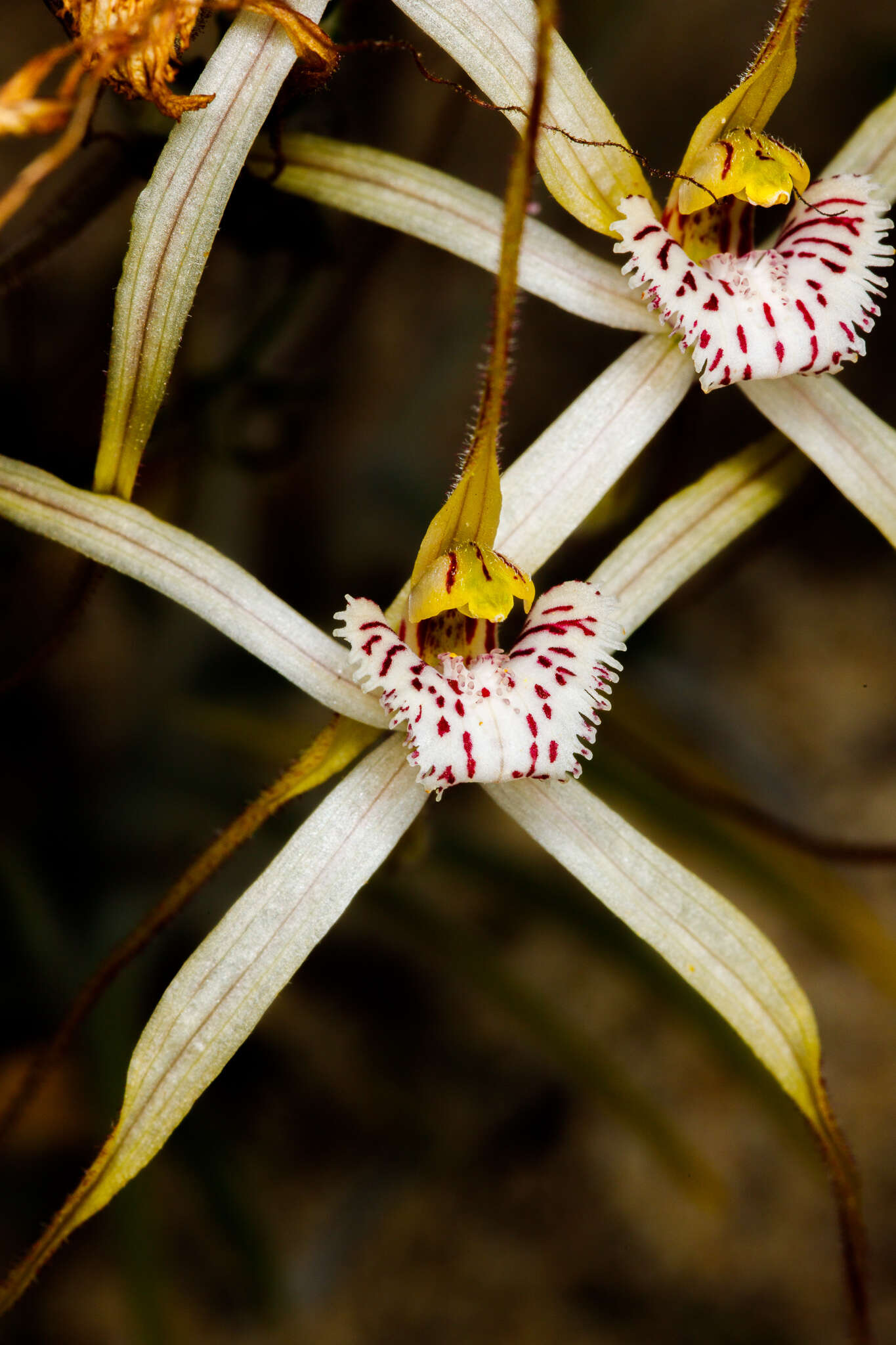 Image of Caladenia nobilis Hopper & A. P. Br.