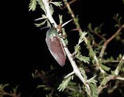 صورة Sternocera chrysis (Fabricius 1775)