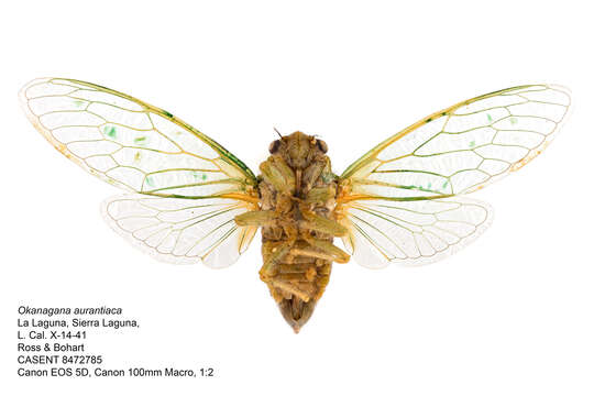 Image of Okanagana aurantiaca Davis & W. T. 1917