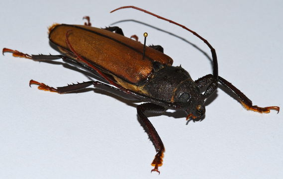 Image of <i>Aulacotoma tenuelimbata</i> (Nonfried 1892)