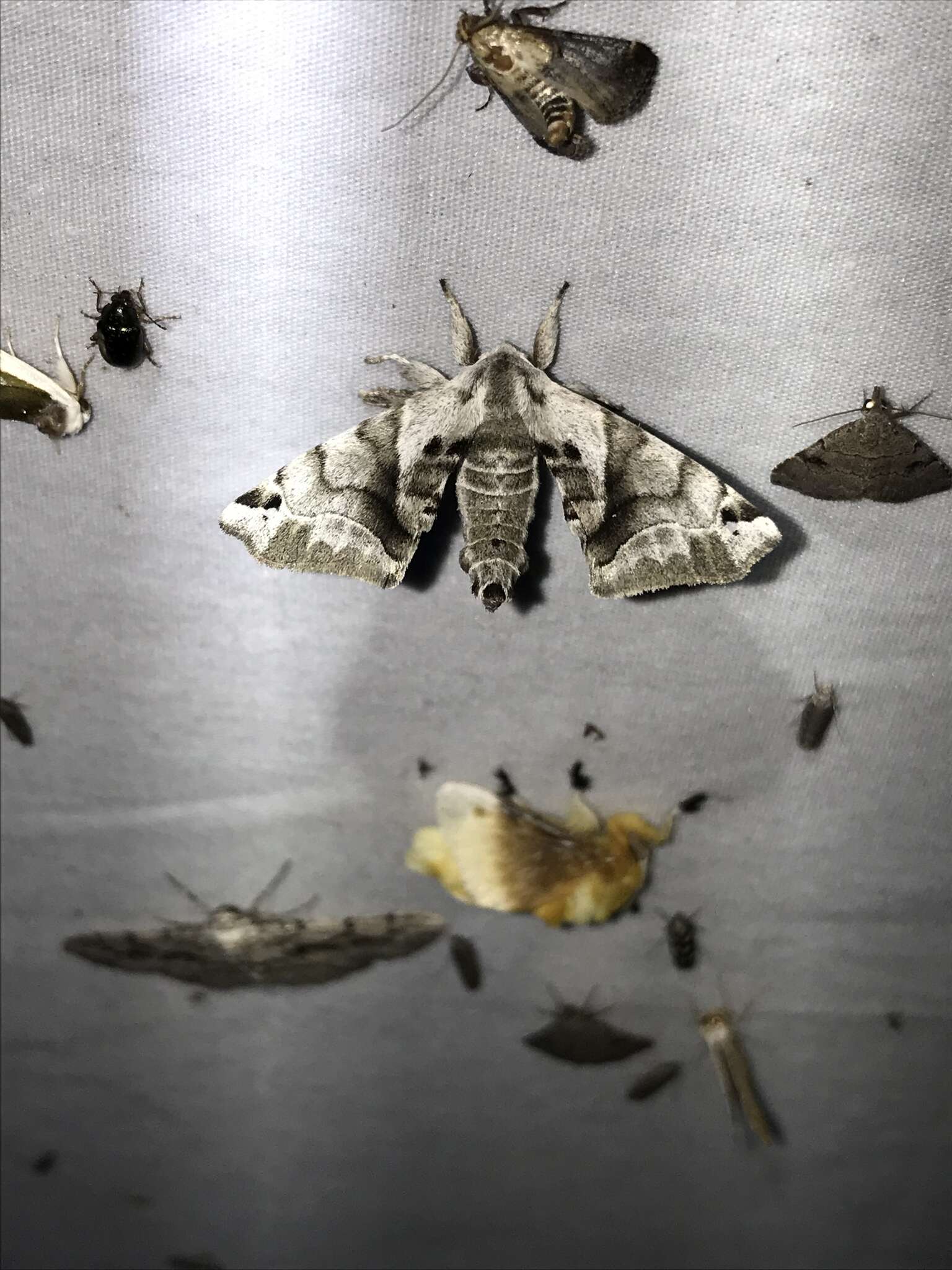 Image of Pudefacted Apatelodes Moth