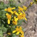 Image of Flett's ragwort