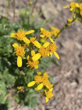 Image of Flett's ragwort