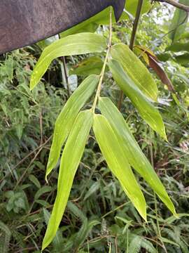 Imagem de Mullerochloa moreheadiana (F. M. Bailey) K. M. Wong