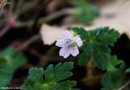 Imagem de Geranium seemannii Peyr.