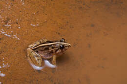 Image of Kirtisinghe's frog