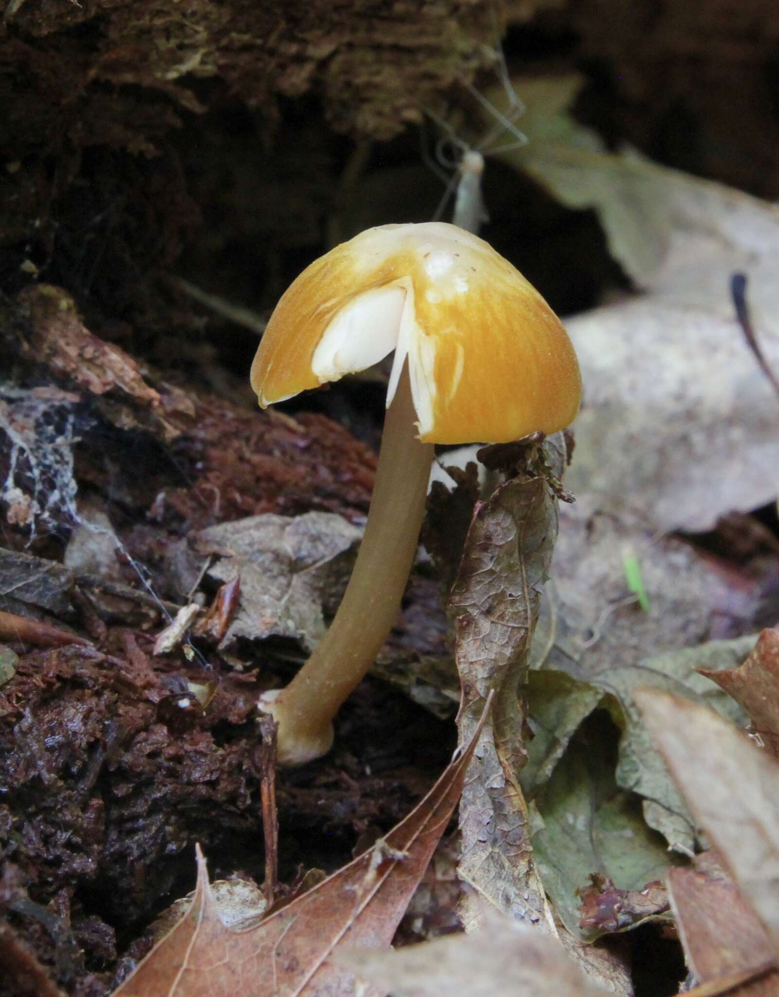 Image of Pluteus leoninus (Schaeff.) P. Kumm. 1871