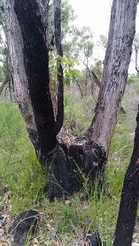 Image of Eucalyptus marginata subsp. marginata