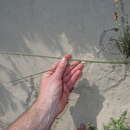 Image of coastal gladiolus