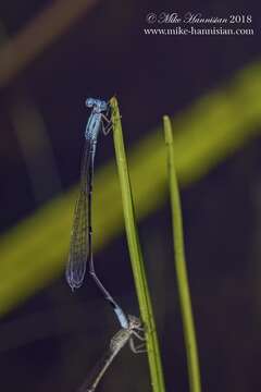 Image of Attentuated Bluet