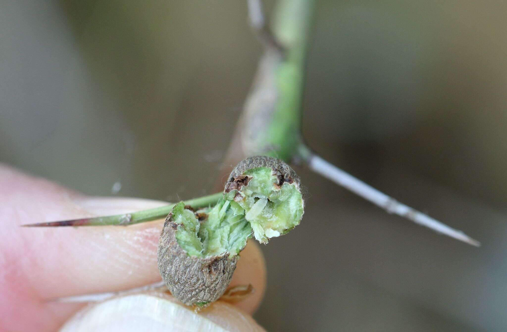 Image of Lemon-thorn