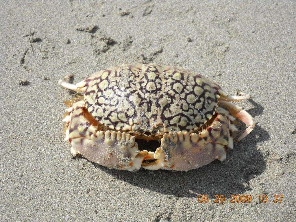 Image of ocellate box crab