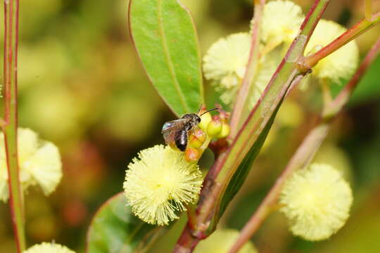 Acacia myrtifolia (Sm.) Willd. resmi