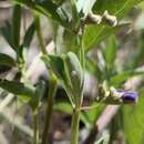 Image of narrowleaf skullcap