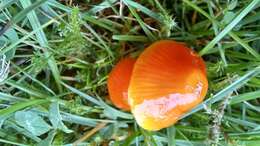 Image de Hygrocybe glutinipes (J. E. Lange) R. Haller Aar. 1956