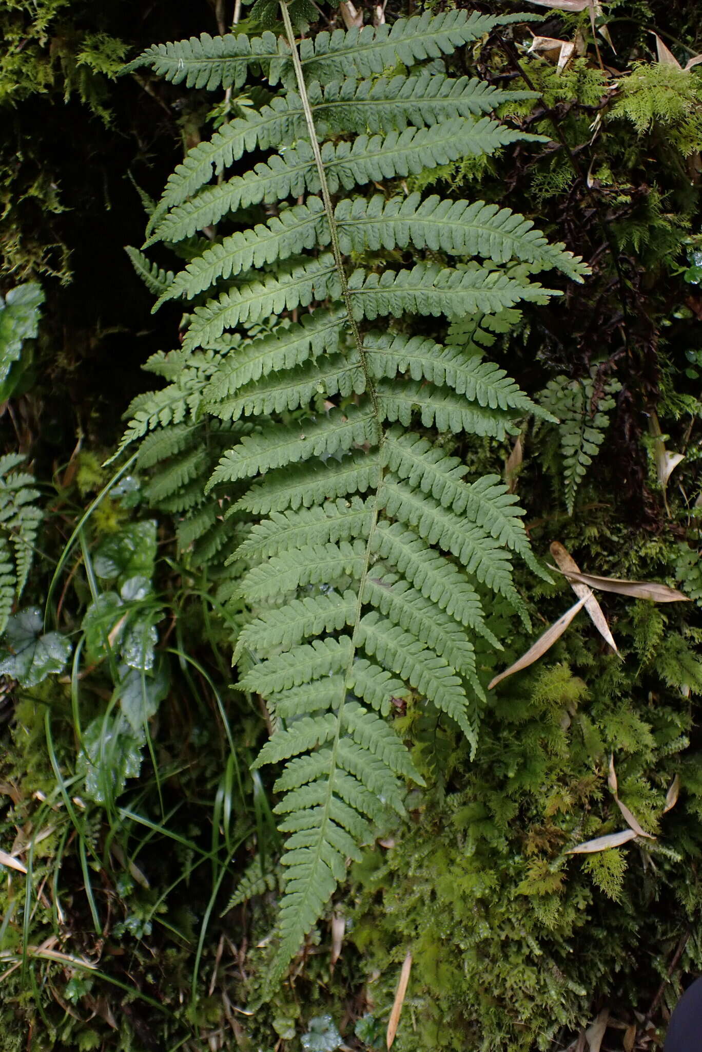 Image of Deparia jiulungensis (Ching) Z. R. Wang