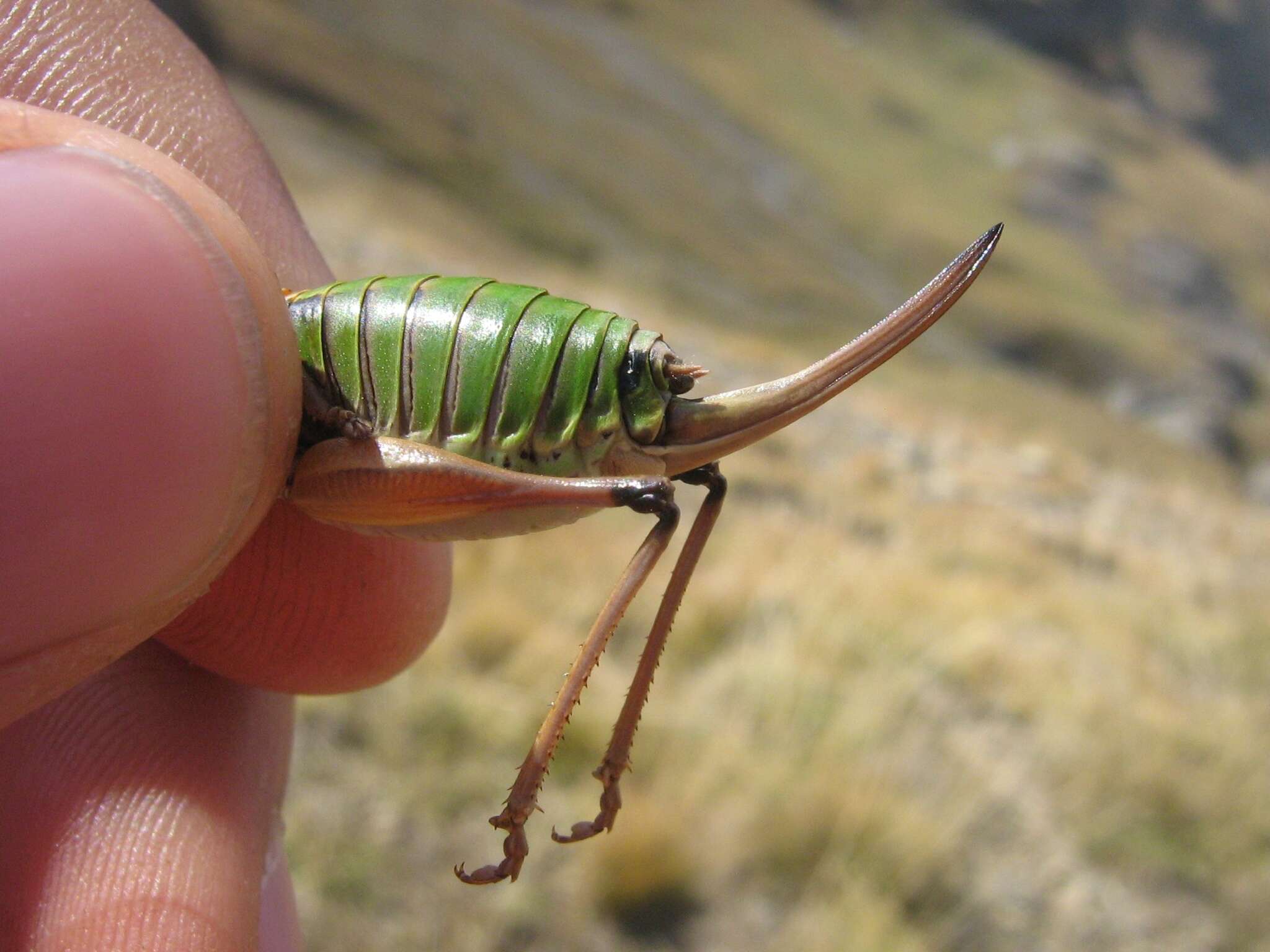 Image de Anonconotus occidentalis Carron, G. & Wermeille 2002