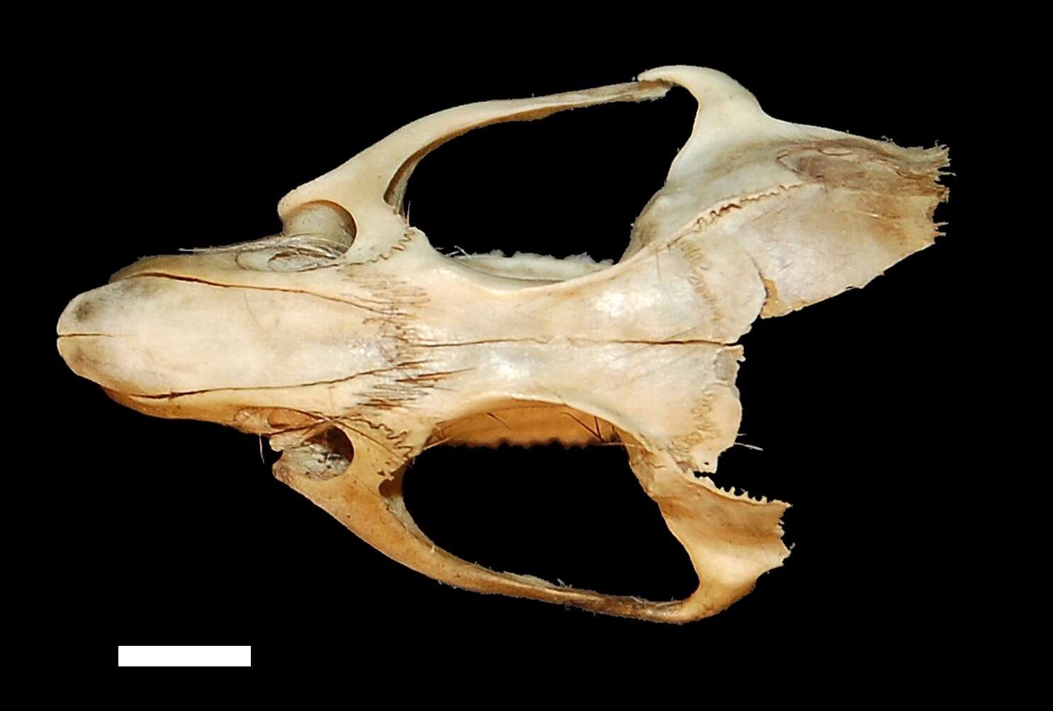 Holochilus chacarius Thomas 1906 resmi