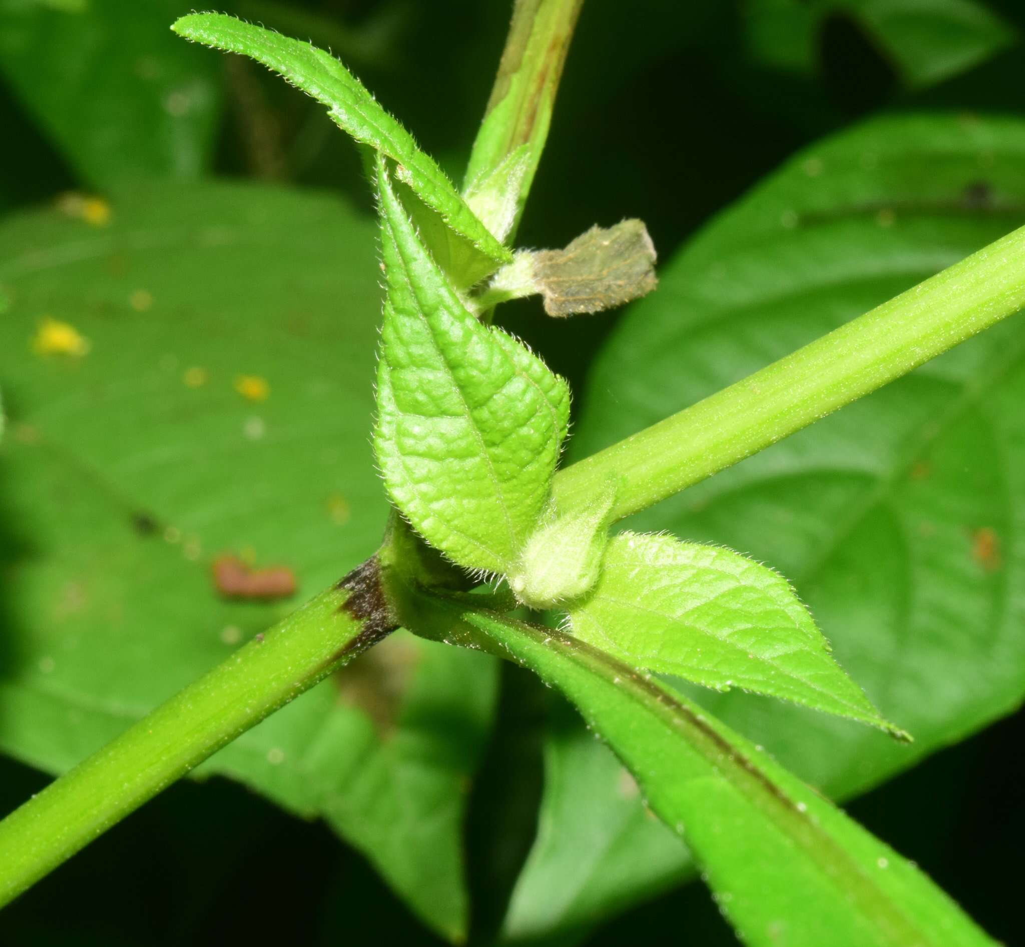 Image of Milleria quinqueflora L.