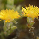 Image of Trichodiadema aureum L. Bol.