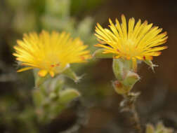 Imagem de Trichodiadema aureum L. Bol.