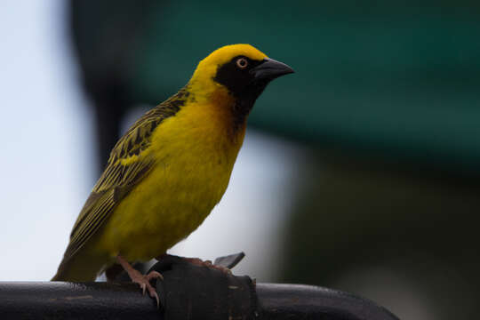 Image of Speke's Weaver