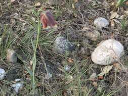 Image of Fritillaria lusitanica Wikstr.