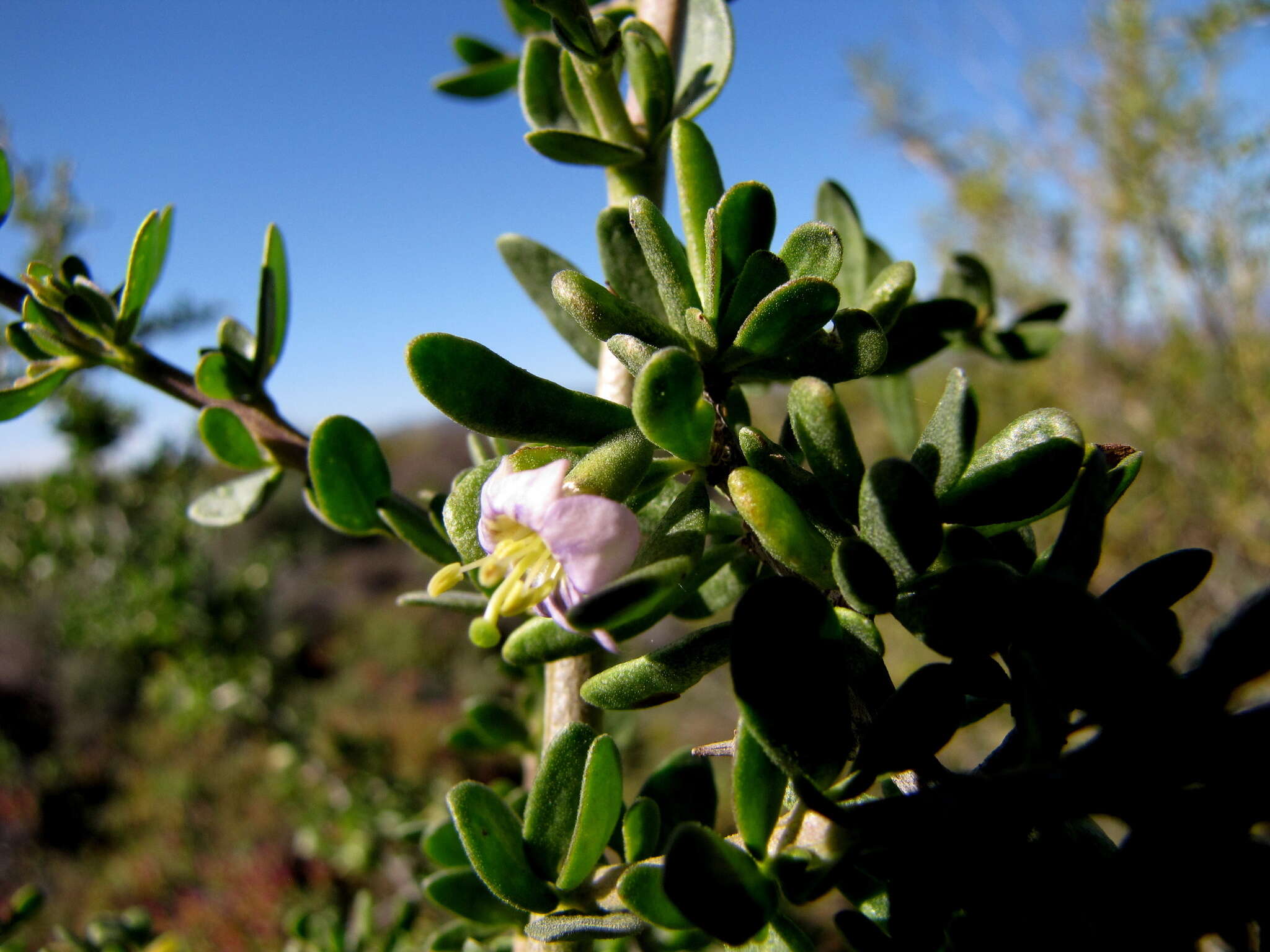 Image of African boxthorn