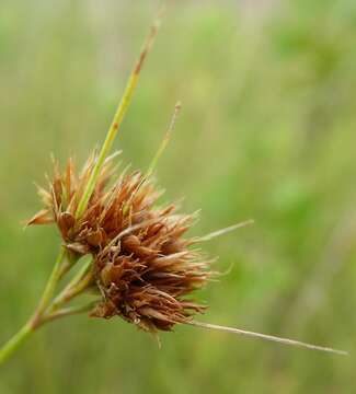 Image of Chapman's Beak Sedge