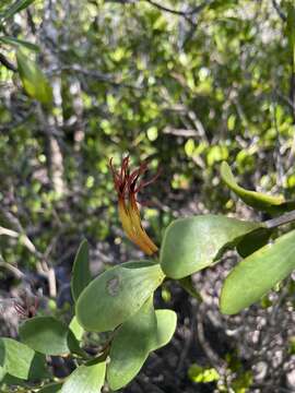 Image of Lysiana maritima (B. A. Barlow) B. A. Barlow