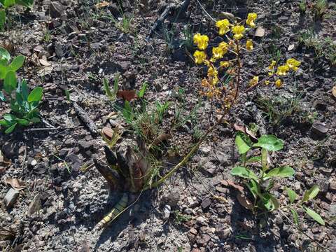 Image of Cyrtopodium eugenii Rchb. fil. & Warm.