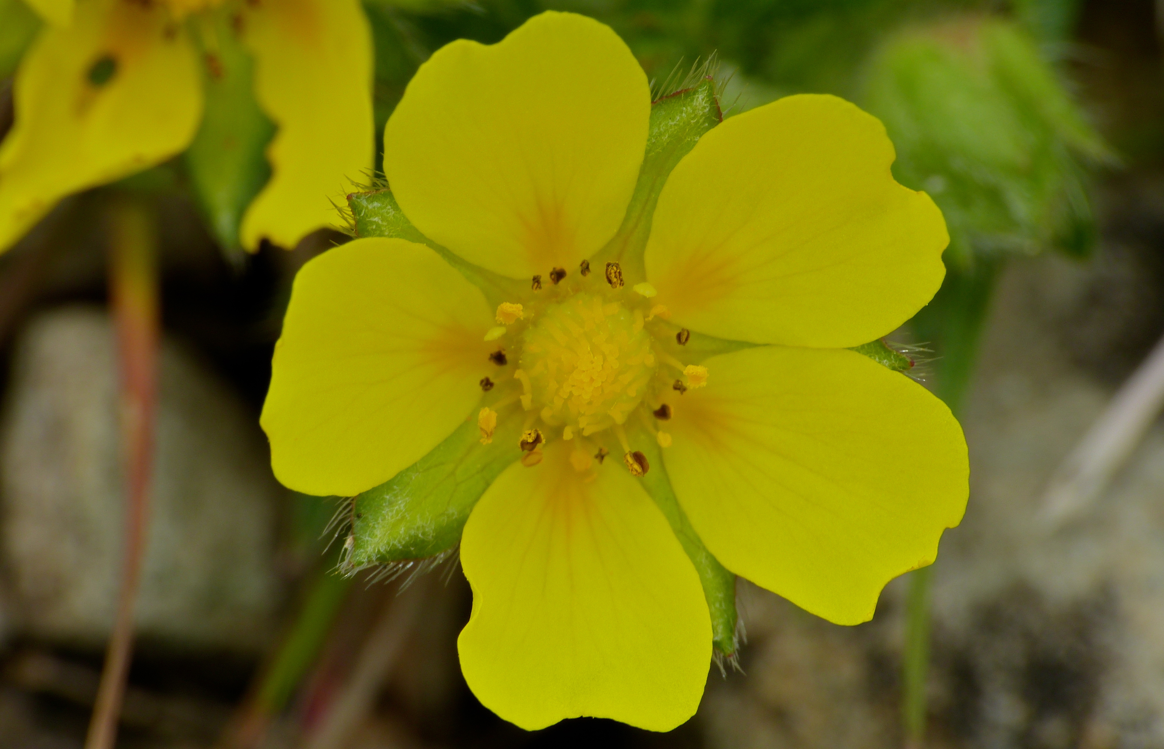 Potentilla neumanniana (rights holder: Bernard DUPONT)