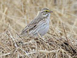 Image of Passerculus sandwichensis princeps Maynard 1872