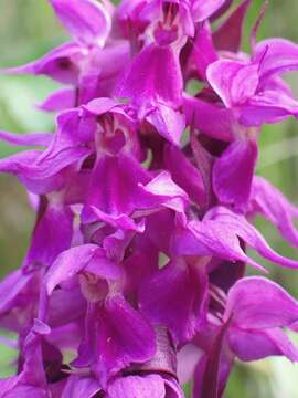 Image de Dactylorhiza aristata (Fisch. ex Lindl.) Soó