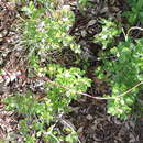 Image of tall dodder