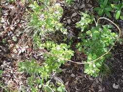 Image of tall dodder