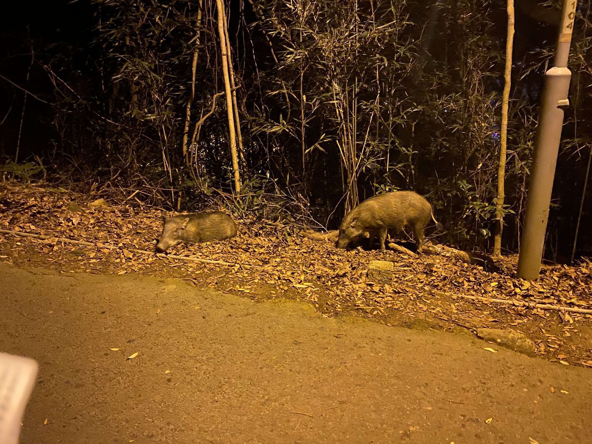 Imagem de Sus scrofa moupinensis Milne-Edwards 1871