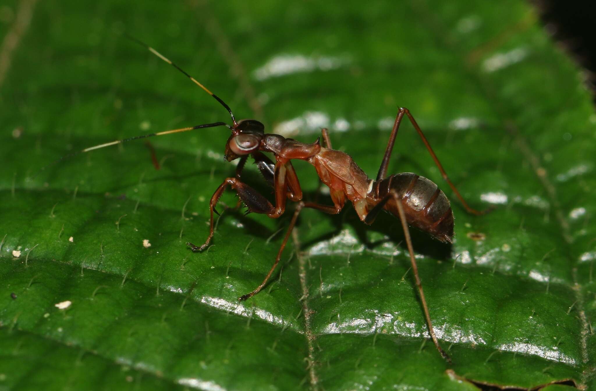 Imagem de Hapalopezella maculata Kirby 1904