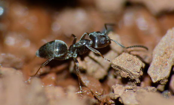 Image of Small black ant