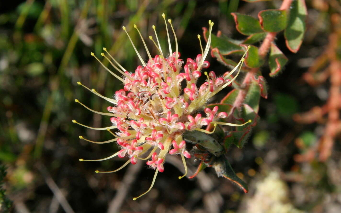 Plancia ëd Leucospermum heterophyllum (Thunb.) Rourke