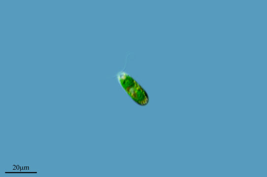 Image of <i>Chlamydomonas pseudopertusa</i> Ettl 1965