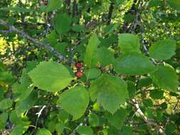 Image of Brainerd's hawthorn