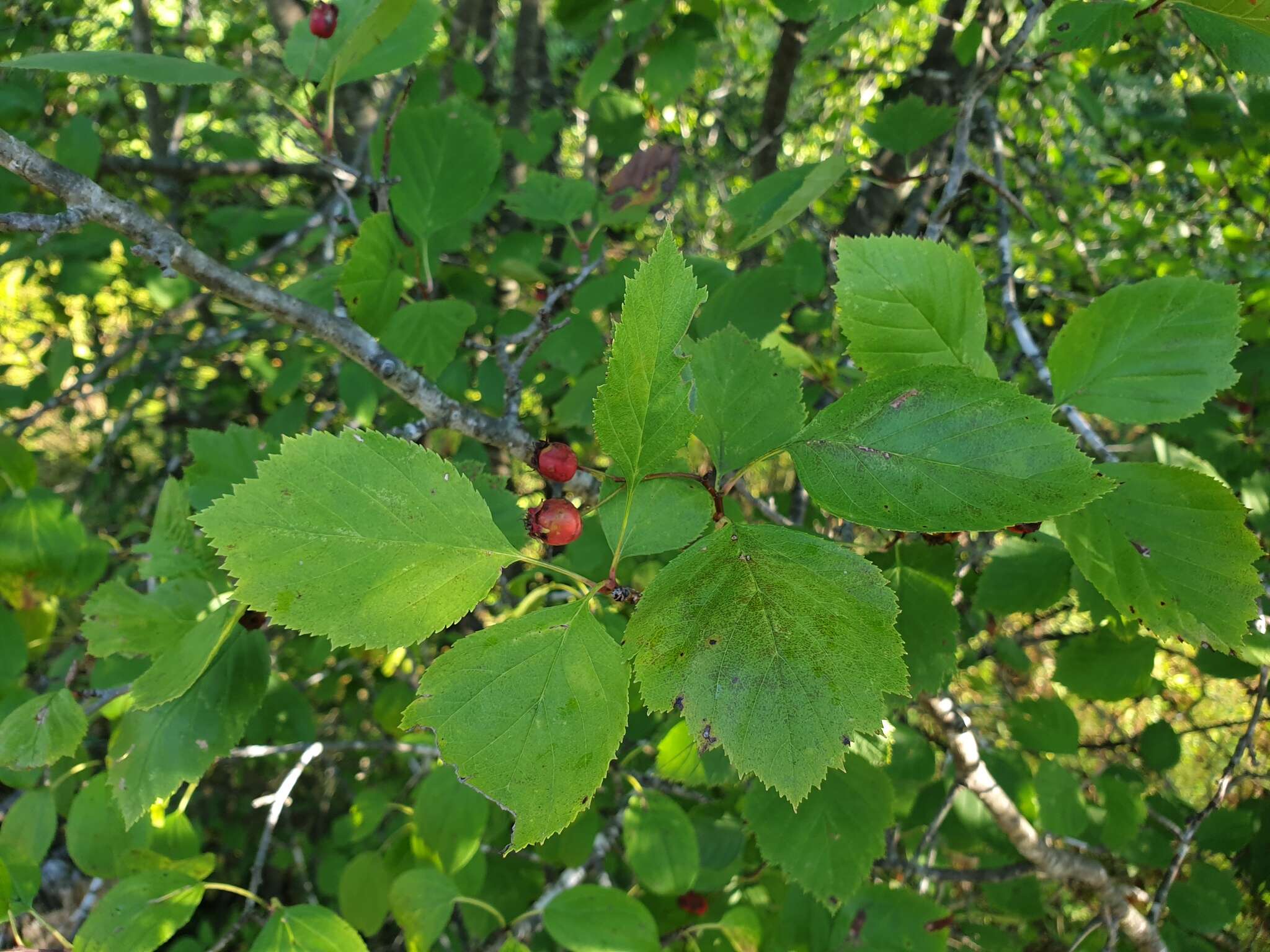 Plancia ëd Crataegus brainerdii Sarg.