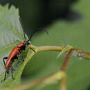 Image of Asian conifer borer