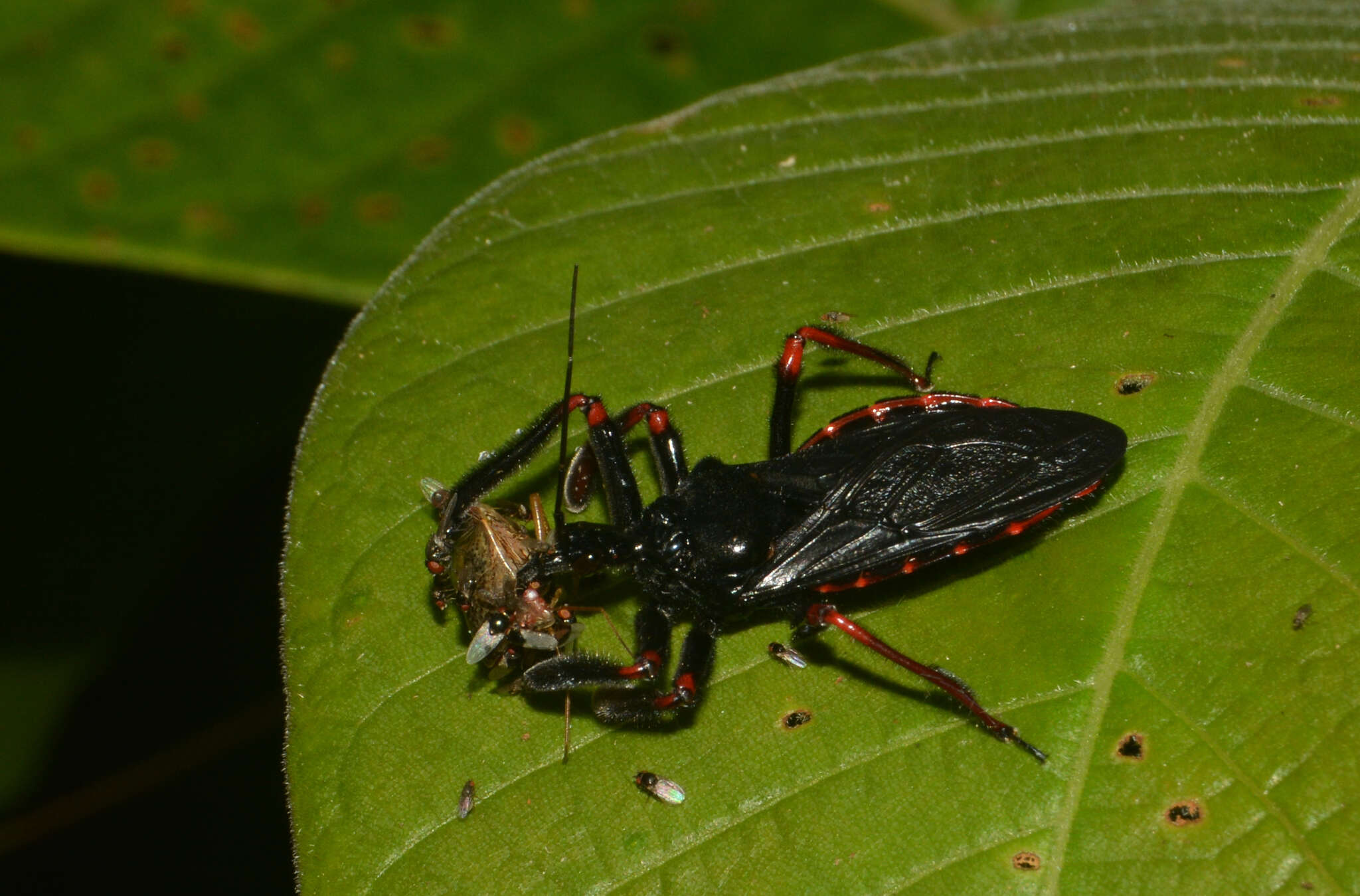 Image of Apiomerus geniculatus Erichson 1848