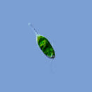 Image of <i>Eutreptia viridis</i>