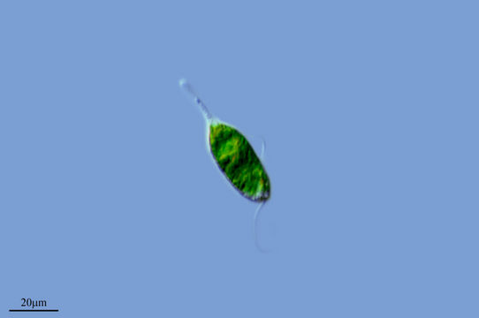 Image of <i>Eutreptia viridis</i>