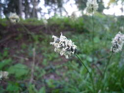 Image of Blue-green moor grass